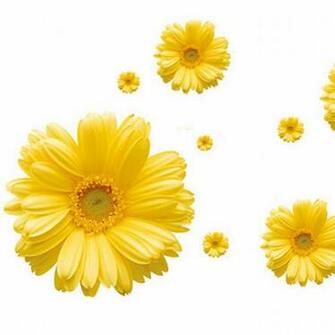 Plants Flower Wallpaper Daisy Stickers Yellow Wall Tv Setting