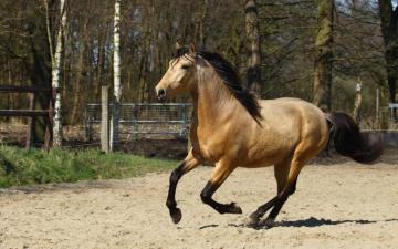 Beautiful Andalusian Horse Wallpaper Wallpaperpick