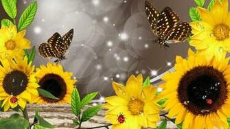 Sunflowers After The Rain