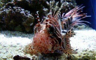 Wallpaper Sea Lion Fish Paper