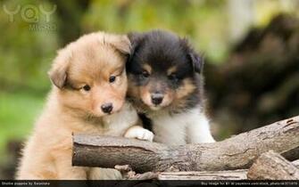 Cute Pups Wallpaper