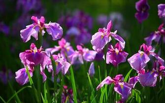 Flower Wallpaper Iris Out Door