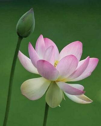 Very Nice Light White Flowers Wallpaper