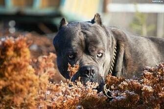 Pin Pit Bull Screensaver Wallpaper