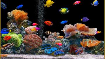 Animated Wallpaper Windows On