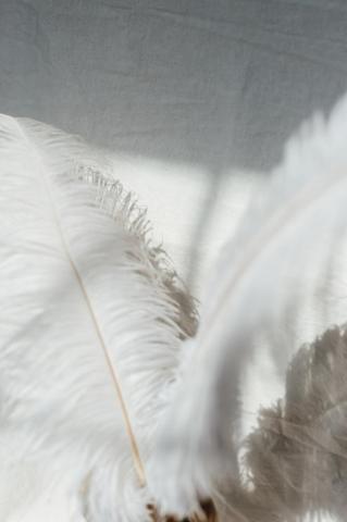 Brown And White Feather On Pot Photo Image