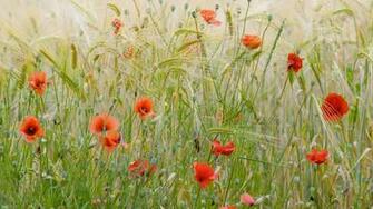 Provence Poppiesfield Bing Wallpaper