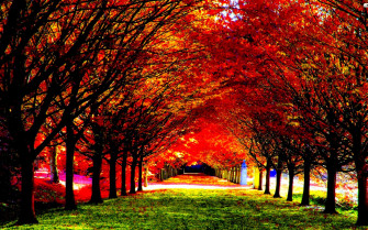 Autumn Fall Season Nature Landscape Leaf Leaves Color Seasons Wallpaper