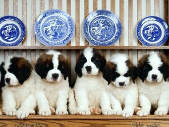 St Bernard Puppies Wallpaper For Your Computer Desktop