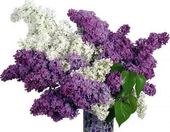 Wallpaper Lilac Purple White Flower Vase Spring HD