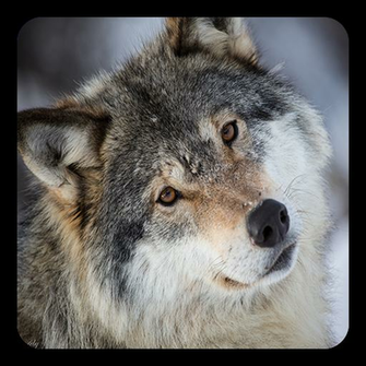 Wolves Live Wallpaper In Cafe Bazaar For Android