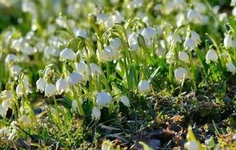 Wallpaper Spring Primrose Snowflake Image For Desktop Section