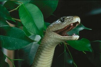 Black Mamba Snake Wallpaper