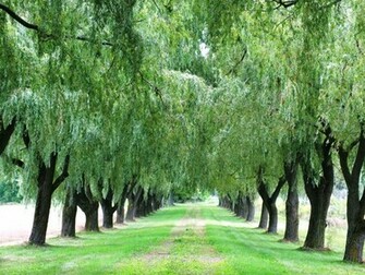 Weeping Willow Wallpaper