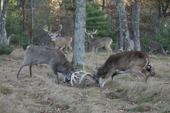 Monster Whitetail Deer Buck Apple Creek Whitetails Photo