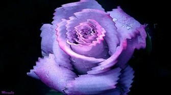 Purple Love Wallpaper HD Fine