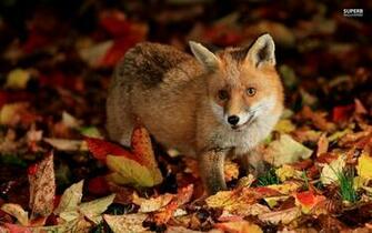 Cute Fennec Fox Wallpaper