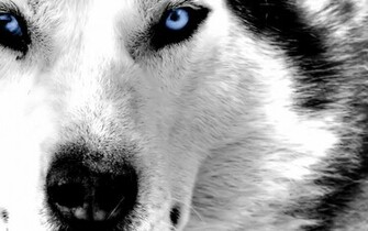 Blue Eyed Husky Wallpaper