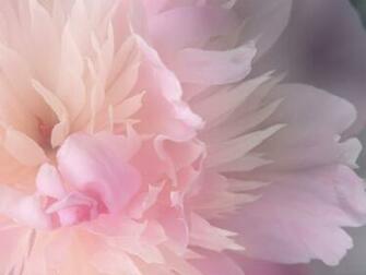 Abstract Wallpaper HD Flower