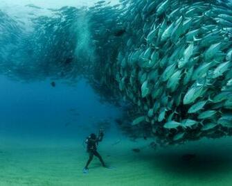 Tuna Wallpaper Imgkid The Image Kid Has It