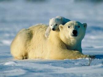 Predator Pics Polar