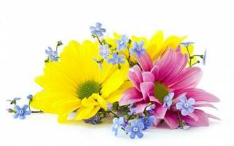 Flower Background Image Wallpaper55 Best Wallpaper For