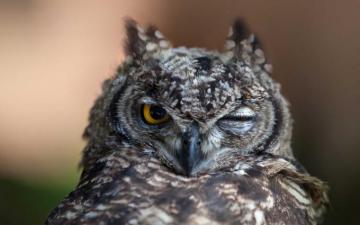 Funny Owl HD Animals And Birds Wallpaper For Mobile Desktop