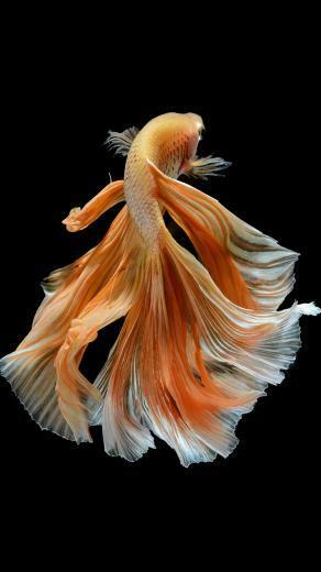 Apple iPhone 6s Wallpaper With Elegant Male Gold Betta Fish In Dark