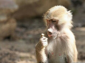 Beautiful Wallpaper Monkey HD