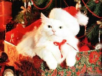 Wallpaper Cute White Christmas Cat