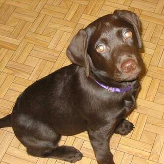 Labrador Retriever Stock Photo Public Domain Pictures