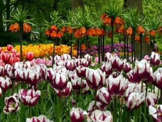 Tulip Wallpaper
