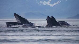 World Largest Fish Whales Wallpaper Collection Sa