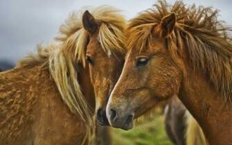 Category Animal Wallpaper Old Best Horses Px