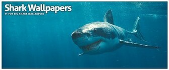 Tiger Shark Wallpaper Weddingdressin