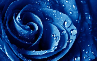 Blue Rose Wallpaper