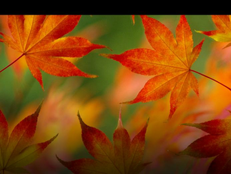 Thread Default iPad Wallpaper