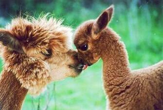 S E Lama Bilder Lamabild Und Foto Tier