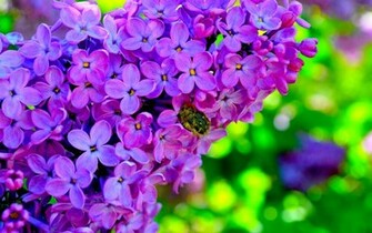 Lilac Wallpaper