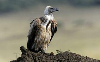 Vulture Wallpaper