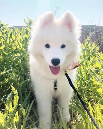 Cute Samoyed Dog Smile Dogs Animal Humor