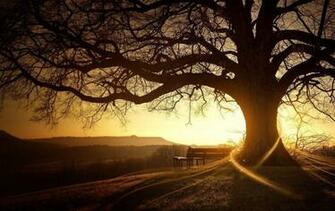 Beautiful Tree Wallpaper Nice HD