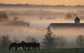 Wallpaper Early Morning Fog On A Kentucky Horse Farm X