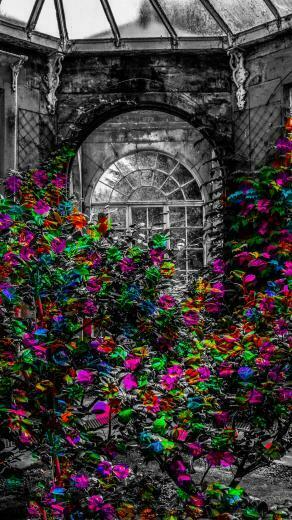 Wallpaper Greenhouse Garden Flowers Bw iPhone