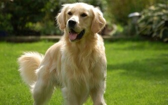 Golden Retriever HD Wallpaper Background