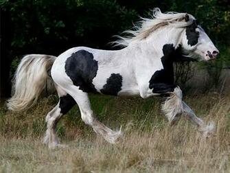 Gypsy Horse Wallpaper