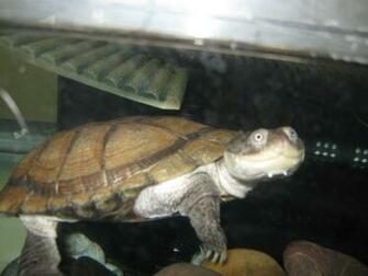 Proper Setup For African Sideneck Crooked Necks Turtle Forum