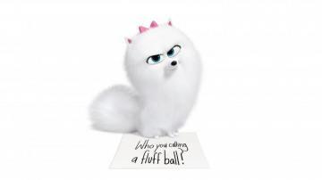 Desktop Wallpaper The Secret Life Of Pets Gidget Cute Dog