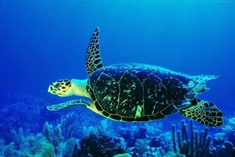 Life Underwater Wallpaper Desicomments