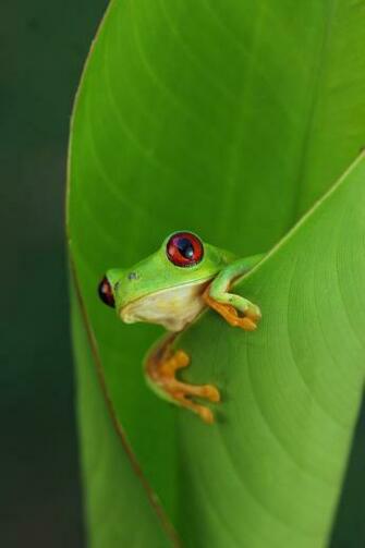 Red Eyed Tree Frog Agalychnis Callidryas HD Walls Find Wallpaper